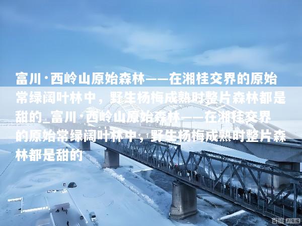 富川·西岭山原始森林——在湘桂交界的原始常绿阔叶林中，野生杨梅成熟时整片森林都是甜的_富川·西岭山原始森林——在湘桂交界的原始常绿阔叶林中，野生杨梅成熟时整片森林都是甜的